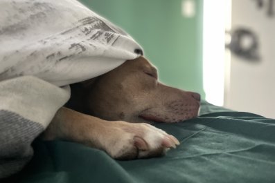 Dog Loves Hide and Seek but Gets 'Too Excited' To Play It Well