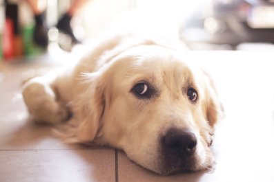 Golden Retriever Sings 'Sorrows Away' Through Pet Cam After Left Home Alone