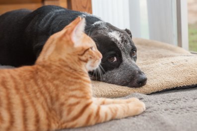 Shelter Volunteer Takes Dog Home, Can't Cope With What He Does to Her Cat