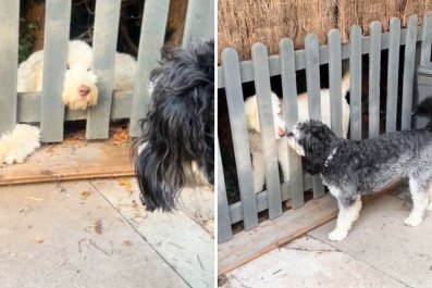 Dog and labradoodle Neighbors Become Best Friends in a 'Real Life Disney'