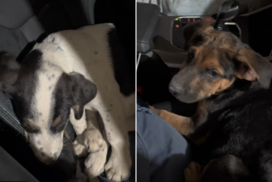 Driver Finds Three Puppies Running on FreewayâDecides 'I Have To Save Them'