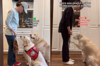 Moment Dog Alerts Allergic Kid's Mom to Traces of Nuts on Bread Packet