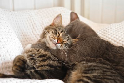 Woman Visits Shelter for a Cat, Adopts 2 Siblings so They Aren't Separated