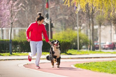 How to Run 10k With Bernese Mountain Dogsâand It's Not What You Expect