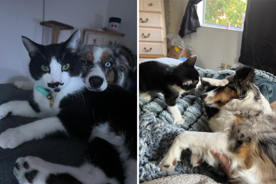 Service Dog Recovering From Attack Becomes 'Instant Soulmates' With New Cat