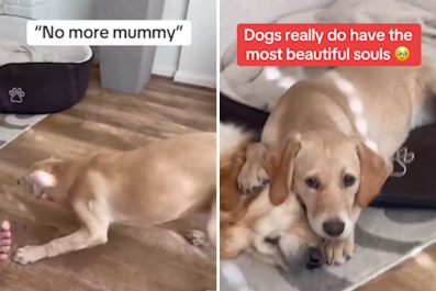 Hearts Melt As Puppy Tries To Protect Big Sister From Nail Trim: 'I'm Here'