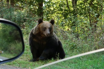 Bear Filmed Walking Next to Couple at Glacier National Park in Viral Video