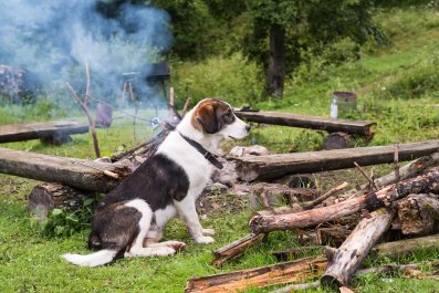 Laughter at Dog's Face As Owners Burn 'Life Savings' of Sticks on Bonfire