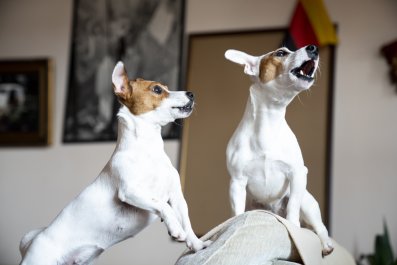 Bull Terrier 'Prepared to Die' to Be Accepted by His Jack RussellÂ Sisters