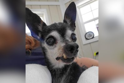 Owners 'Tired of Waiting for Him to Die' Dump 16-Year-Old Dog at Shelter