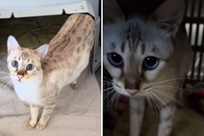 Watch Touching Moment Pregnant Cat 'Asks for Help' Delivering Her Babies