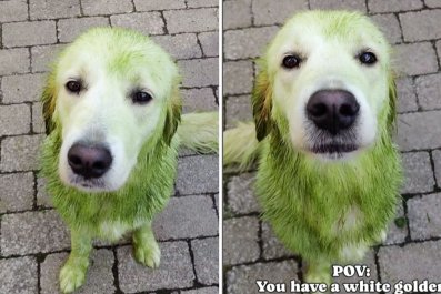 What Happens When Cream Golden Retriever Decides to Roll in Grass: 'Grinch'