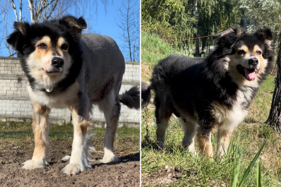 Moment Dog Living in Burned-Out Gas Station Is Found by Rescuers