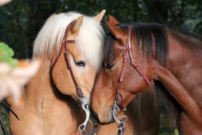 Sibling Horses' Emotional Reunion Years Later Melts Hearts