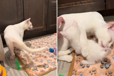 Listen to How Deaf Cat Calls Out to Her Kittens for Milk in Emotional Video