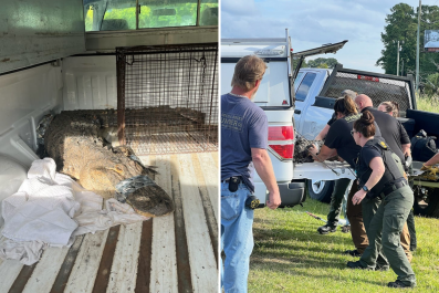 Alligator Hit by Vehicle on North Carolina Highway Sparks Rescue Operation