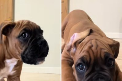 Boxer Puppy Sees Himself on Phone Camera, Chaos Ensues