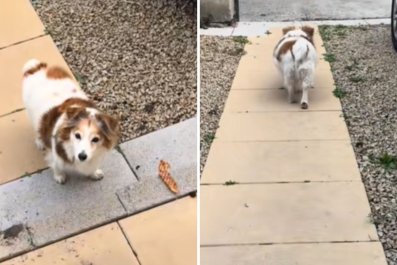 Very Polite Senior Dog Shows His Thanks for Adorable Treat Tradition