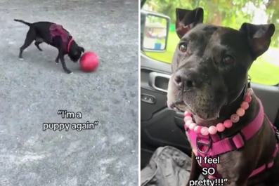 Senior Shelter Dog Gets Second Chance, Becomes 'Puppy Again'