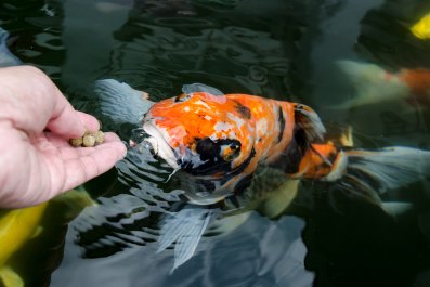 Koi Fish Gets a Little Too Excited When Owner Goes to Feed Him