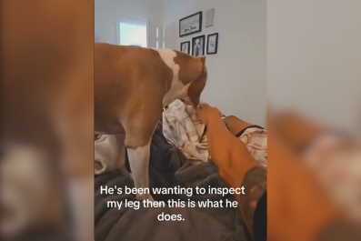 Dog's Sweet Gesture After Owner's Leg Surgery Melts Hearts: 'Pure Love'