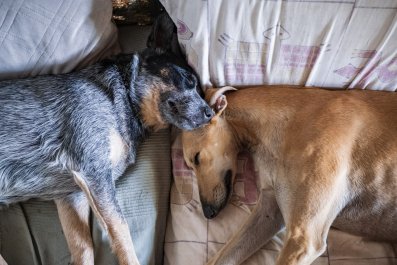 Dog's Sweetest Gesture to Sibling 'Sleep Barking' Melts Hearts