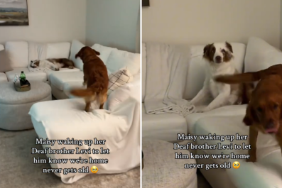 How Dog Wakes Up Deaf Brother to Say 'We're Home' Has Internet Sobbing