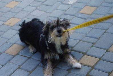 Dog Doesn't Like The Dog Park, Proceeds To Walk Himself Home: 'Upset'