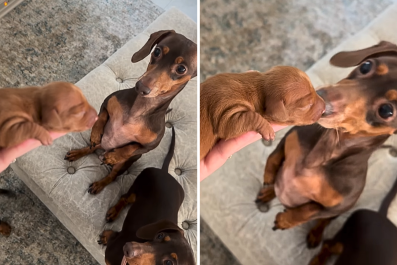 Tears As Dachshund Dad Meets His Newborn Puppy for First Time: 'Smitten'