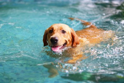 Labrador Has Solo Thunderstorm 'Rain Party,' Refuses to Come Inside