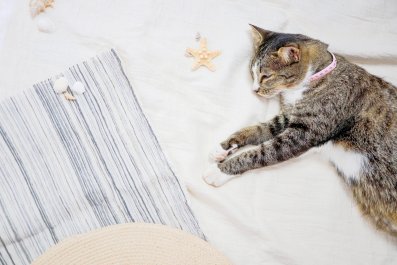 Cat Sprawled Out on Beach Embodies 'Peak Definition of Enjoyment'