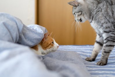 Girl Cat Kicks Back With Cosy Heating Pad, But Baby Brother Has Other Plans