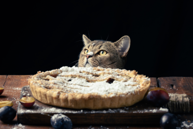 Woman Bakes Graham Cracker Pie Crust, But Her Cat Has Other Ideas