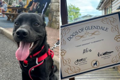 Puppy's Face After Winning 'Least Obedient' Award Delights the Internet