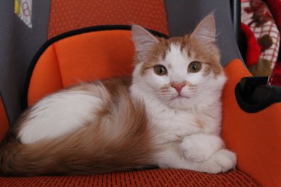 Cat Finds Baby Car Seat, Makes Its Very Own 'Game of Thrones'