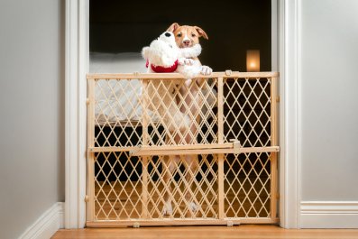 Hysterics As Dog Refuses To Let Gate Get In Her Way: 'Fully Committed'