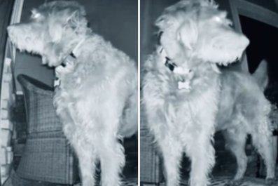 Security Cam Catches Dog Returning at 5:30 a.m. With an Unexpected Visitor