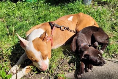 Mom Dog and Pup Rescued From Street After She Fought To 'Protect Them Both'