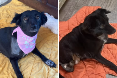 Brave Dog Who Overcame Loss of Hind Legs Goes 3 Years Without Being Adopted