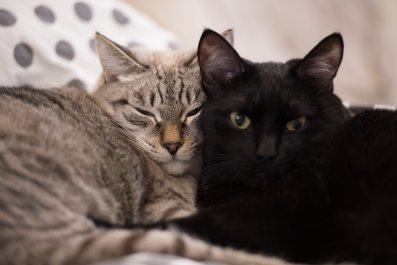 Cat Reunited With Brother She'd Never Spent 'Single Hour' From Melts Hearts