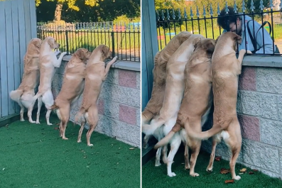 Dogs Wait in Line for 'Biscuit Lady' Walking Past House Every Morning