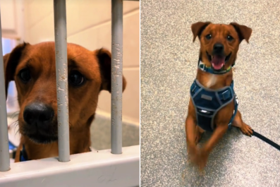 Shelter Dog Does Adorable Dance For Visitors 'In Hopes Of Being Adopted'