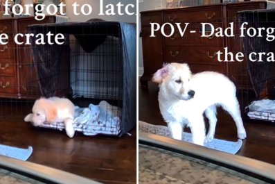 Pet Cam Captures Moment Puppy Realizes Dad Forgot to Latch Crate: 'Freedom'