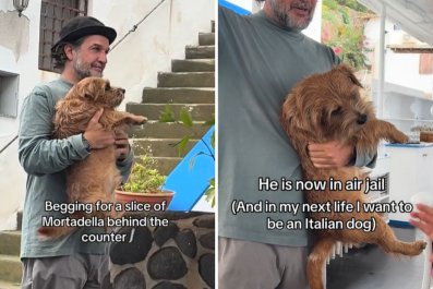 Where Owner Finds Italian Dog Sneaking Off to Leaves Viewers in Stitches