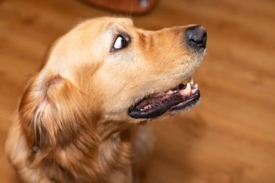 Hysterics at Golden Retriever's Reaction to Meeting Newborn: 'Return It'