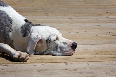 Great Dane's Waking Up Moans Leaves Internet In Stitches: 'House Cow'