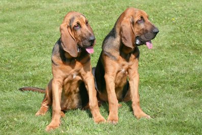 How Bloodhounds Yell at Owner for Dinner Every Day Has Internet in Stitches