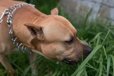 Internet Amazed As Dog Goes Into 'Super Stealth' Mode To Scare Sibling