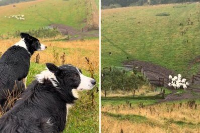 Awe As Two Border Collies Use Teamwork to Herd Sheep in Less Than a Minute