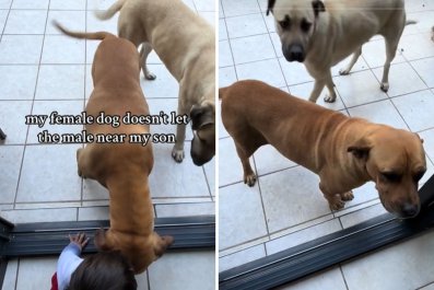 Girl Dog Refuses To Let Brother Near Owner's Young Son: 'Her Puppy'